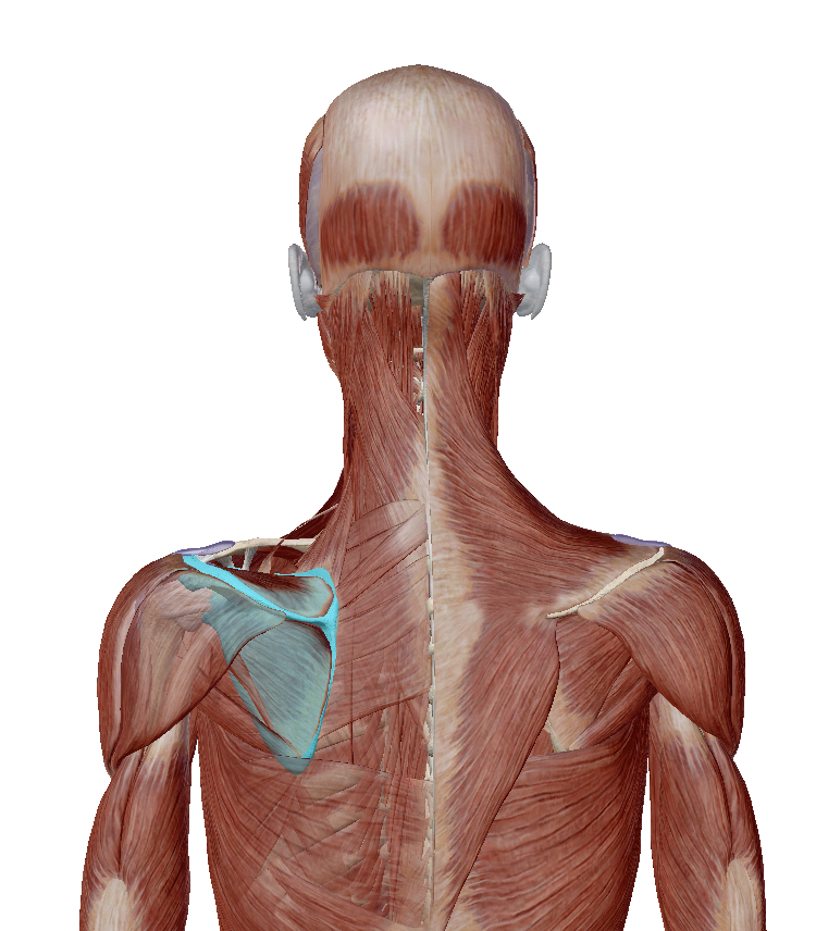 肩甲骨周り　筋肉.jpg